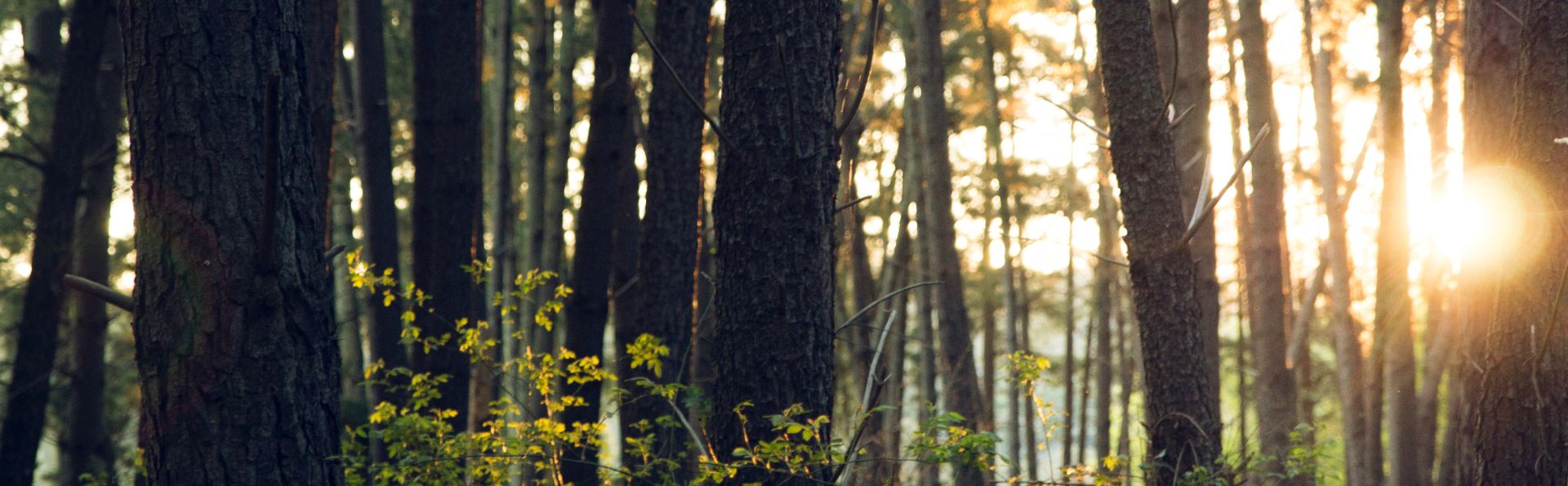 Environment & Sustainability in Logistics
