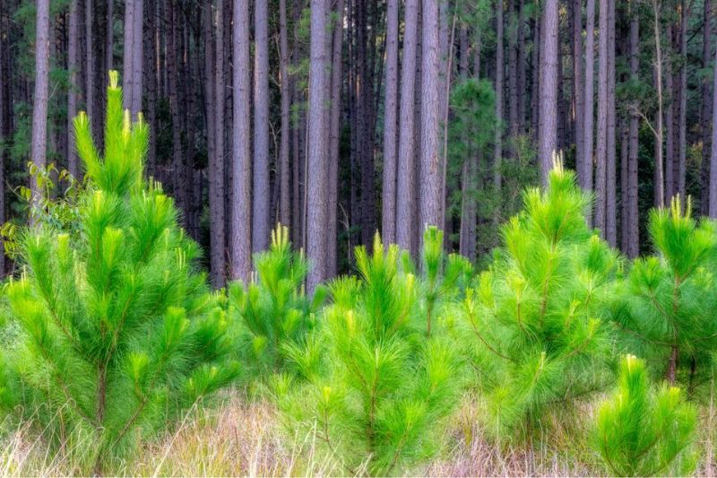 Premier Forest Website