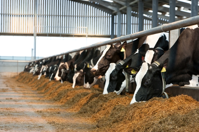 Wheyfeed Lean Management